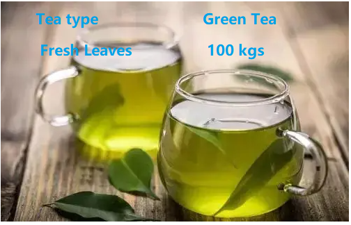 100kg Green Tea of Fresh Leaf Production Solution